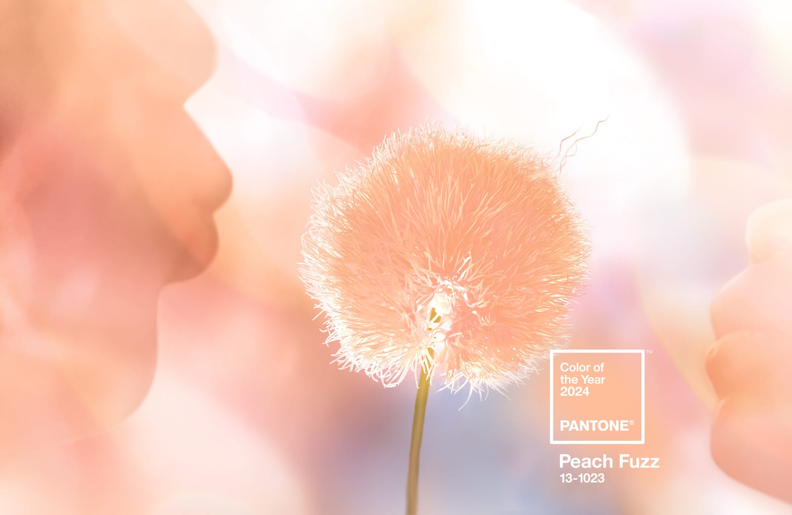 Peach Fuzz : La couleur de l'année 2024 par @PANTONE